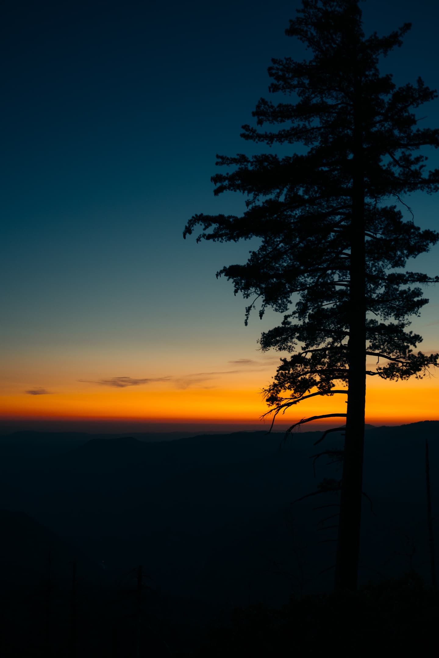 Silhouette d'un pin contre un coucher de soleil flamboyant